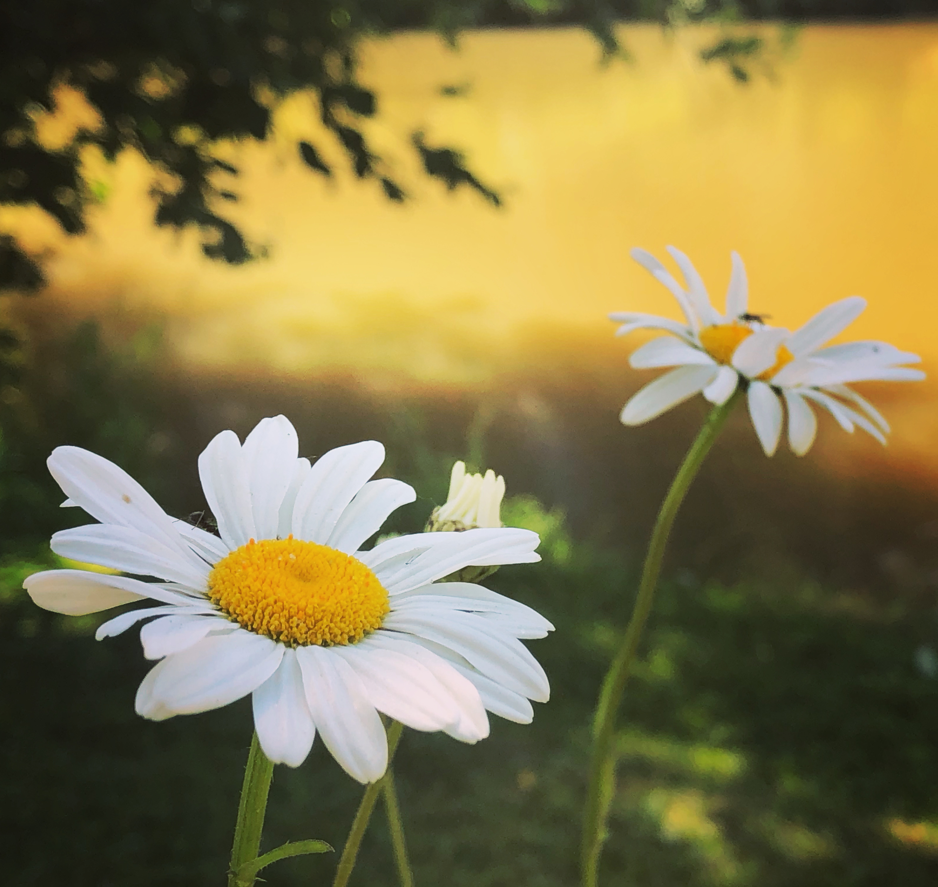 8507A778-9C76-432D-B8FB-3513EECEBA27